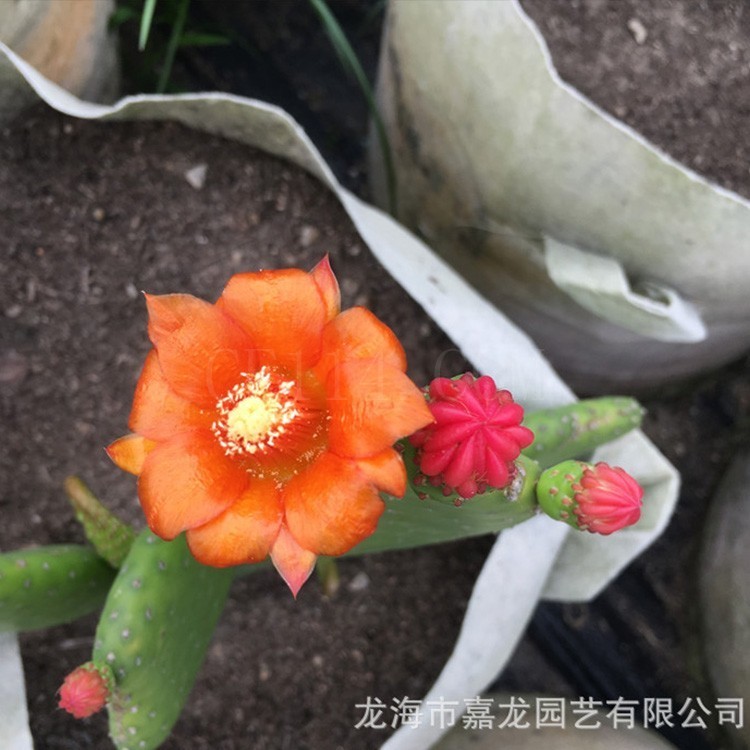 漳州红花仙人掌